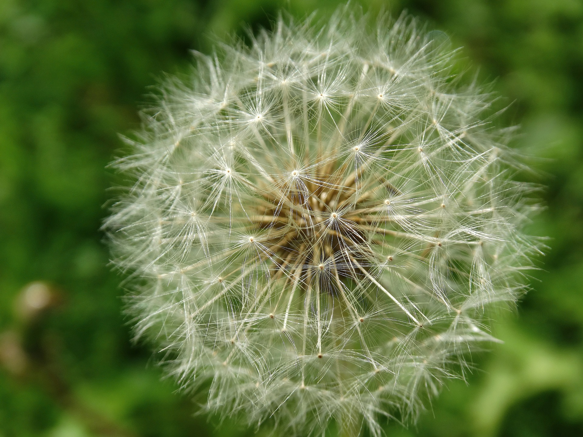 dandelion-437827_1920